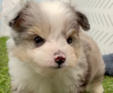 Aussiechon Puppies For Sale Seaside Pups